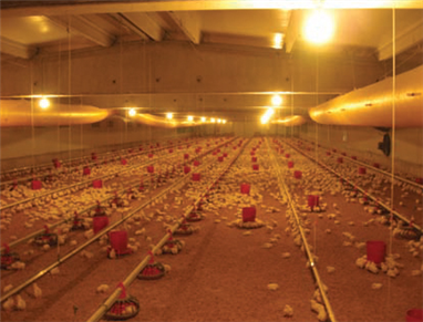 Hayvan Çiftliği - Tavuk Kümesi 2